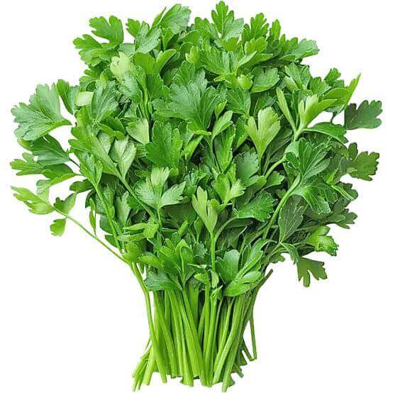 Coriander