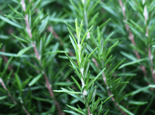 Rosemary